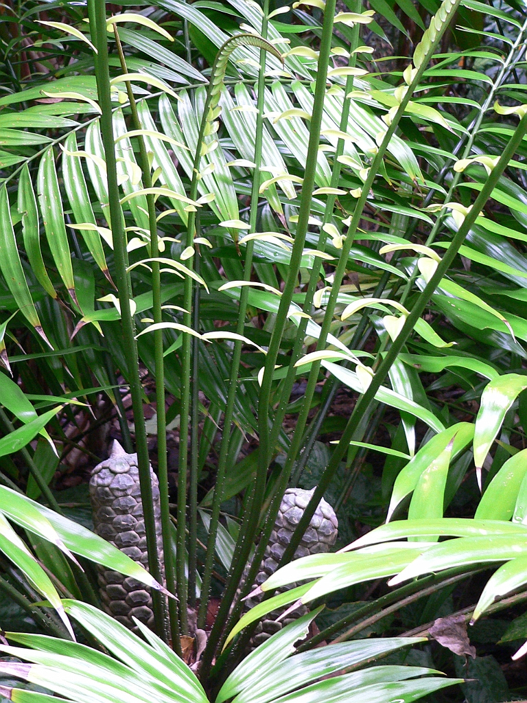 096 Cairns Botanic Gardens.jpg